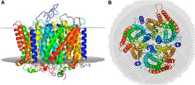 Molecular dynamics of the human RhD and RhAG blood group proteins
